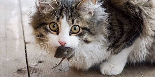 A cat caught a mouse in a dream