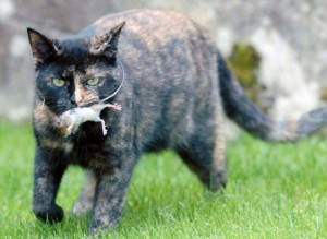 The cat carries a mouse