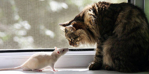 Dreamed of a cat and a rat