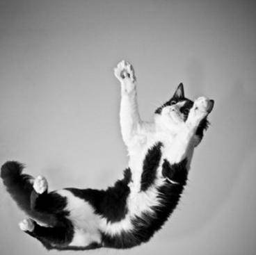 Diagnosis of concussion in cats
