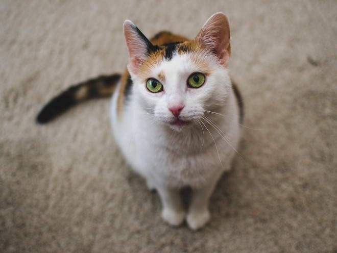 The cat sits on the floor and stares intently