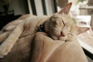 Rest for cat after concussion