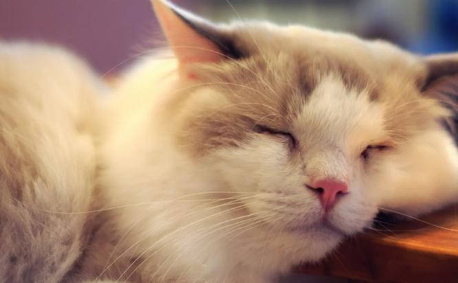 24 hour veterinary clinic 