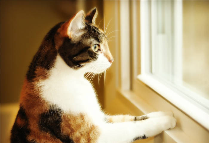 Severe concussion in a cat: what to do?