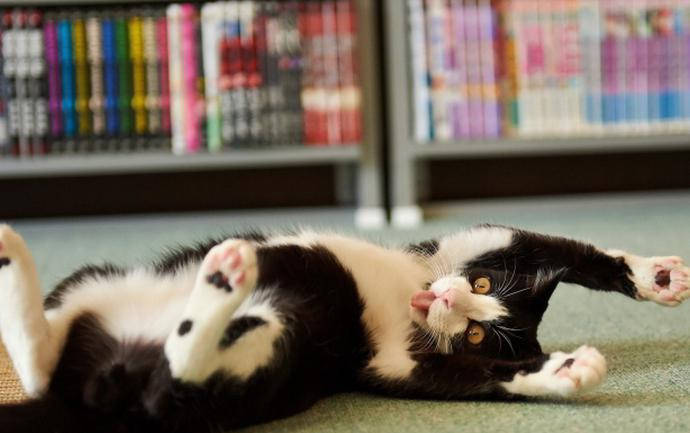 cat concussion 