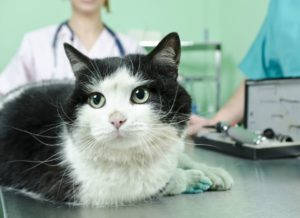 cat in veterinary clinic