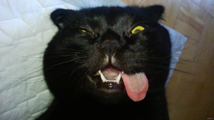 How cats are affected by valerian Cat, Valerian, Animals, Longpost