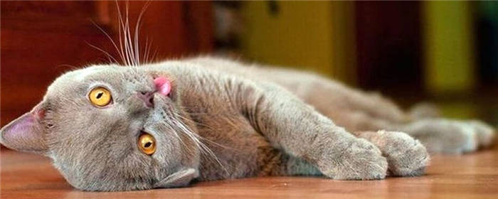cat and tincture 1.jpg