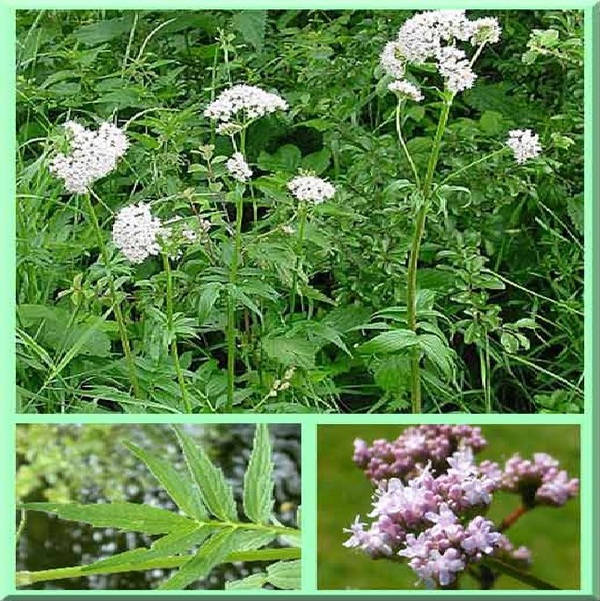 On the harm of valerian for cats and cats. Cat, Valerian, Harm, Drugs, Warning, Longpost