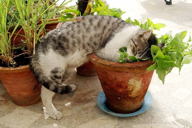Cat fell asleep in a vase