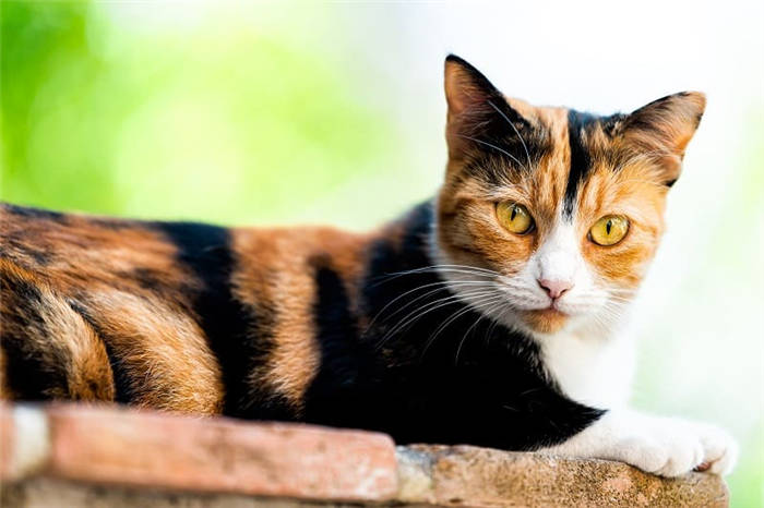 The cat eats cobwebs