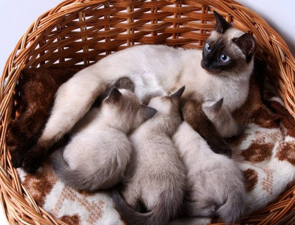 Why is a pet hiding kittens