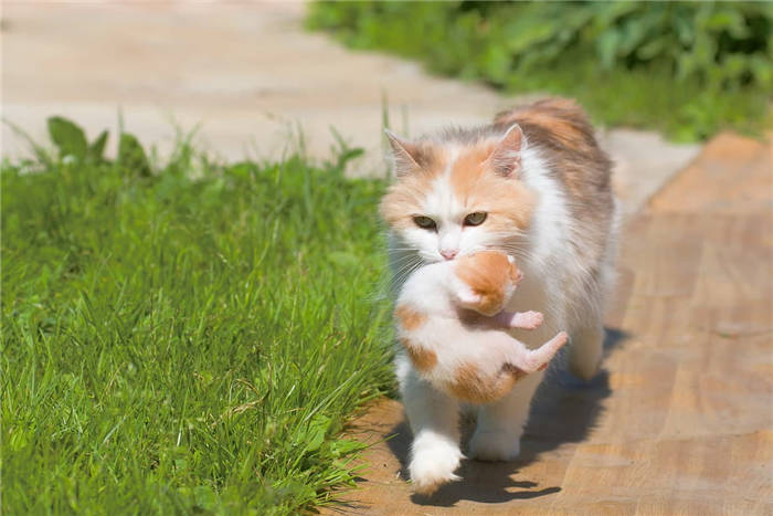 Why mother cats drag their kittens in their teeth