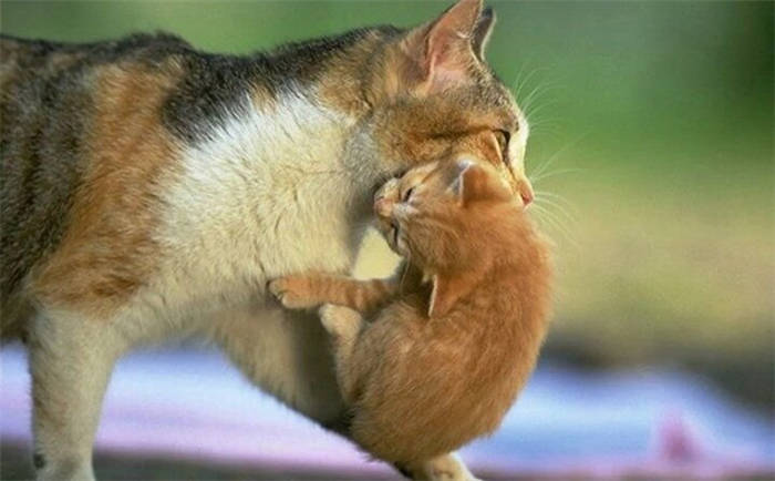 Image source: pext. com