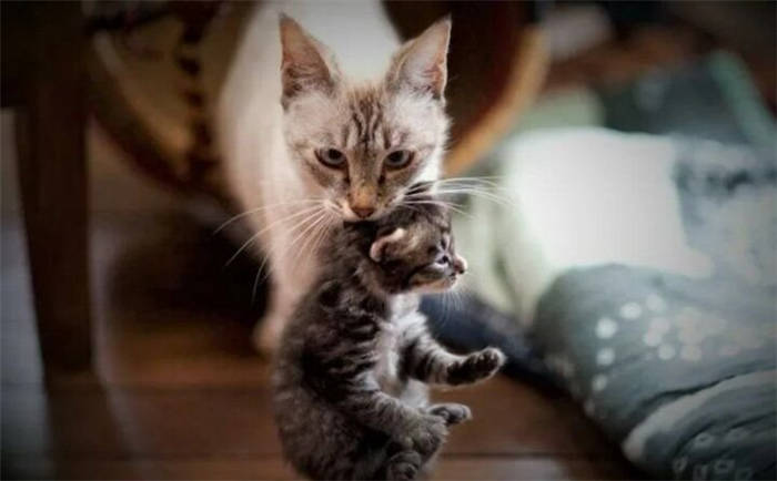 Image source: fun-cats .ru