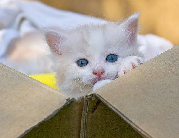 What to do if a pet is dragging her cubs