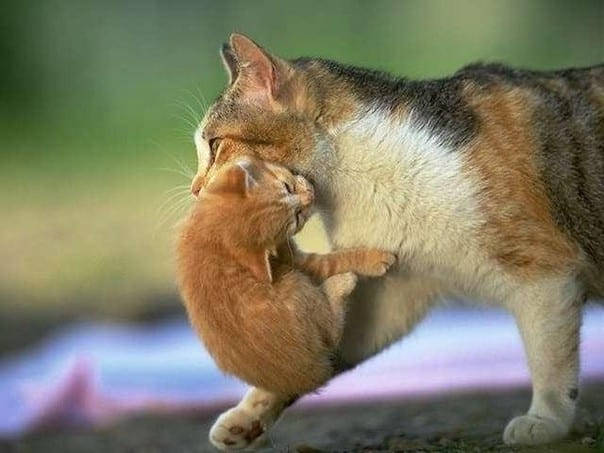 Why mama cats drag their kittens in their teeth